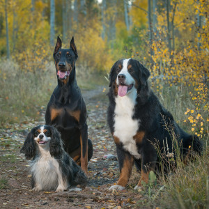 bernese mountain dog, king charles, doberman dog photography