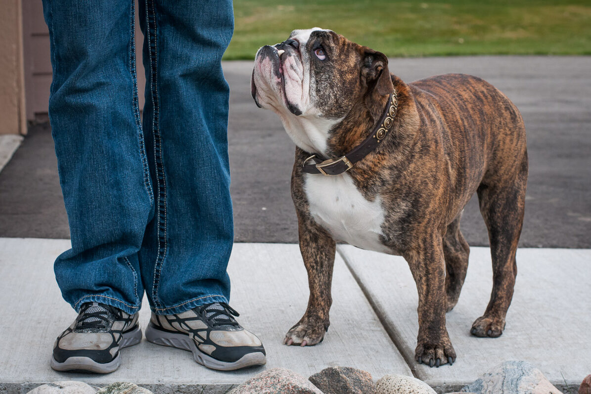 colorado dog photography denver front range keystone breckenridge frisco silverthorne vail aspen