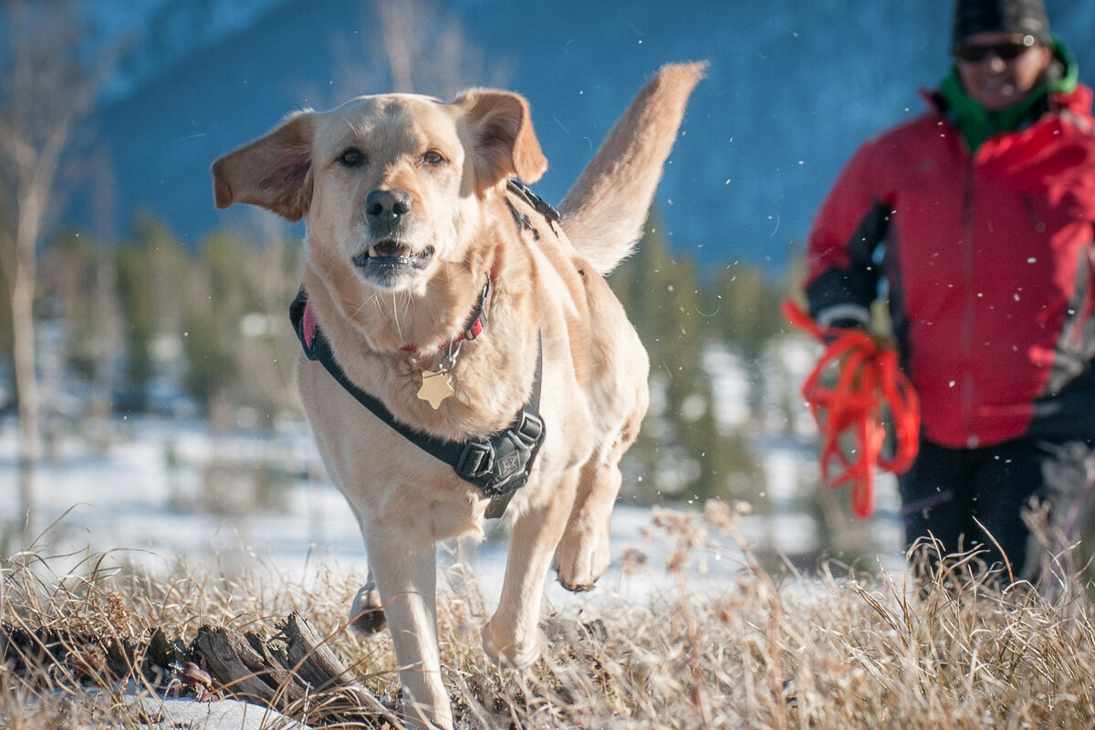 Search and Rescue Dog photography in colorado