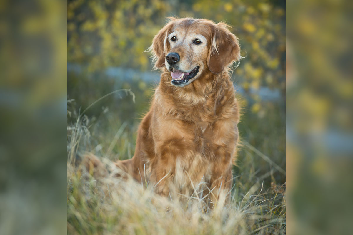 colorado dog photography fine art portraiture