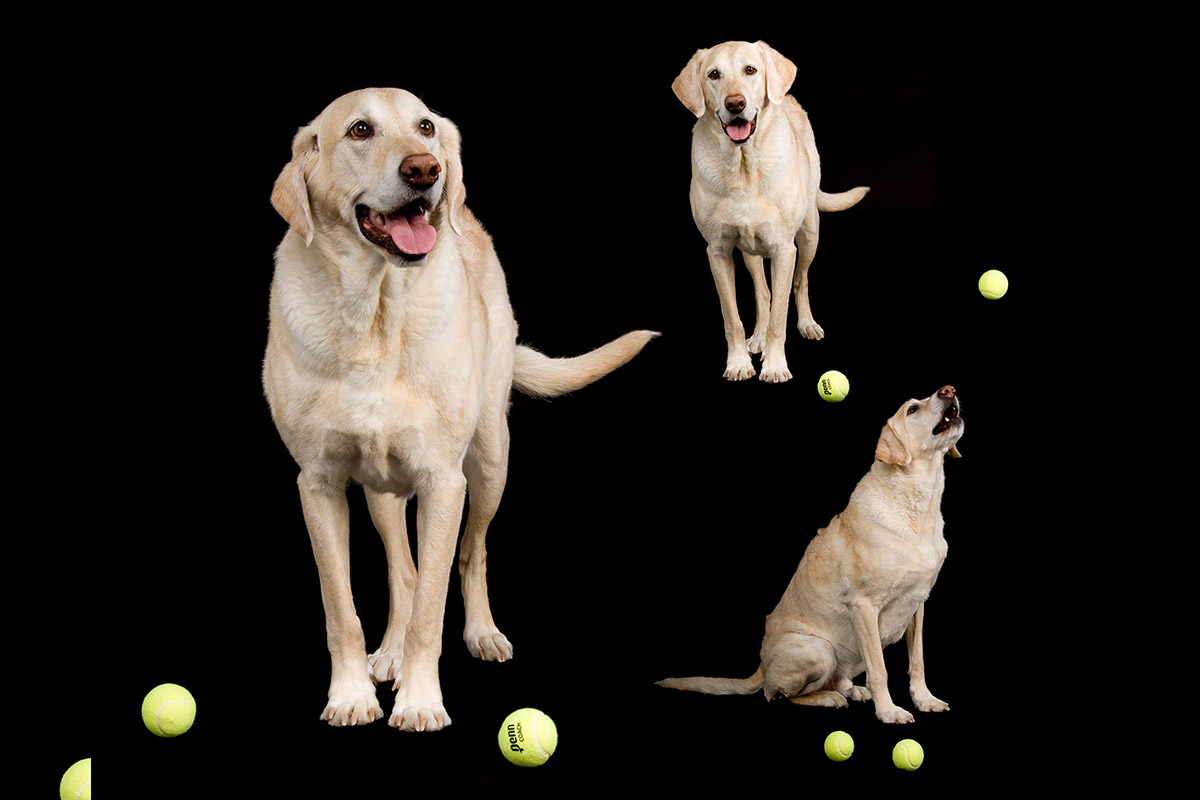 studio image of labrador retriever pete with his tennis balls