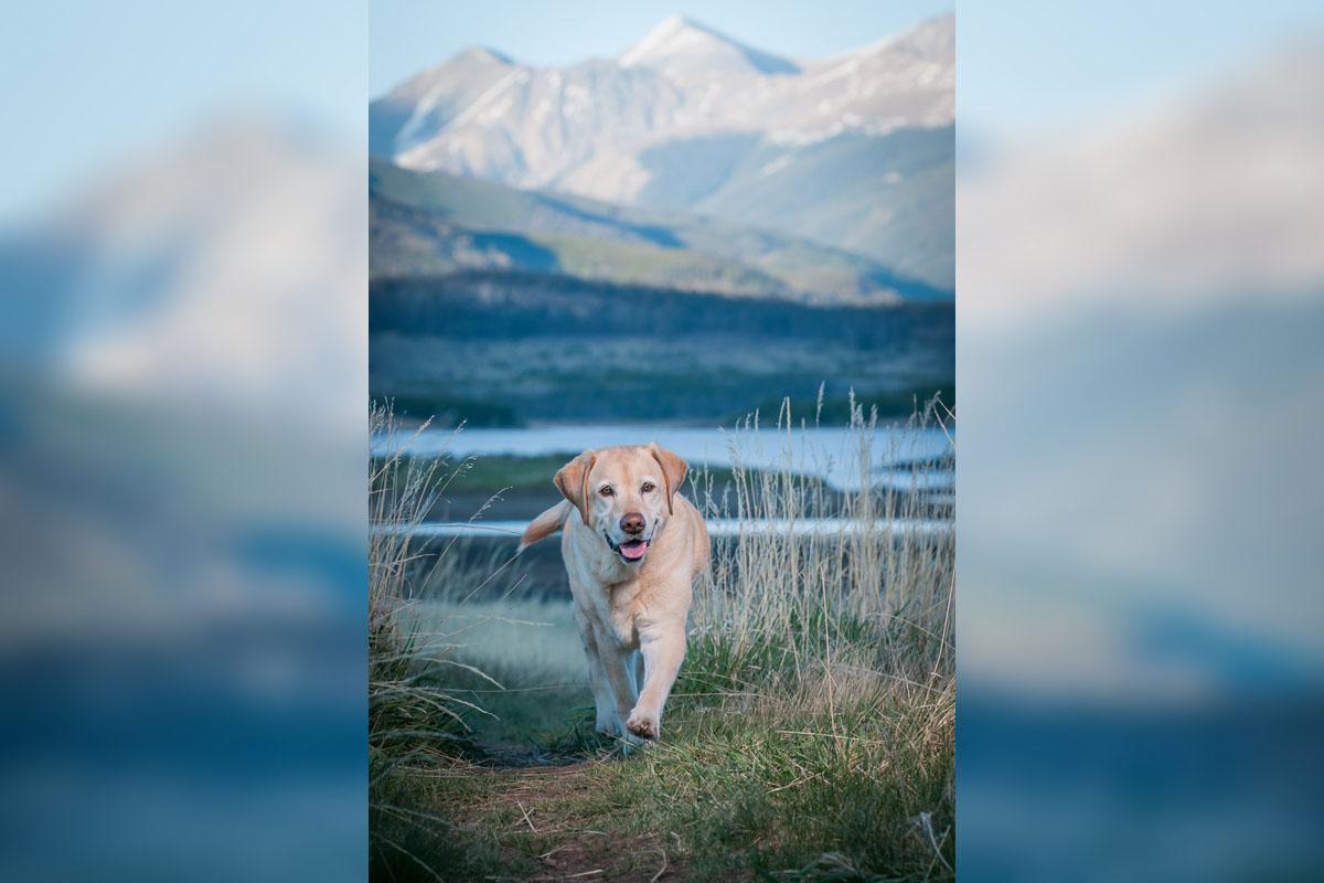 dog photographer for magazines, advertising, editorial
