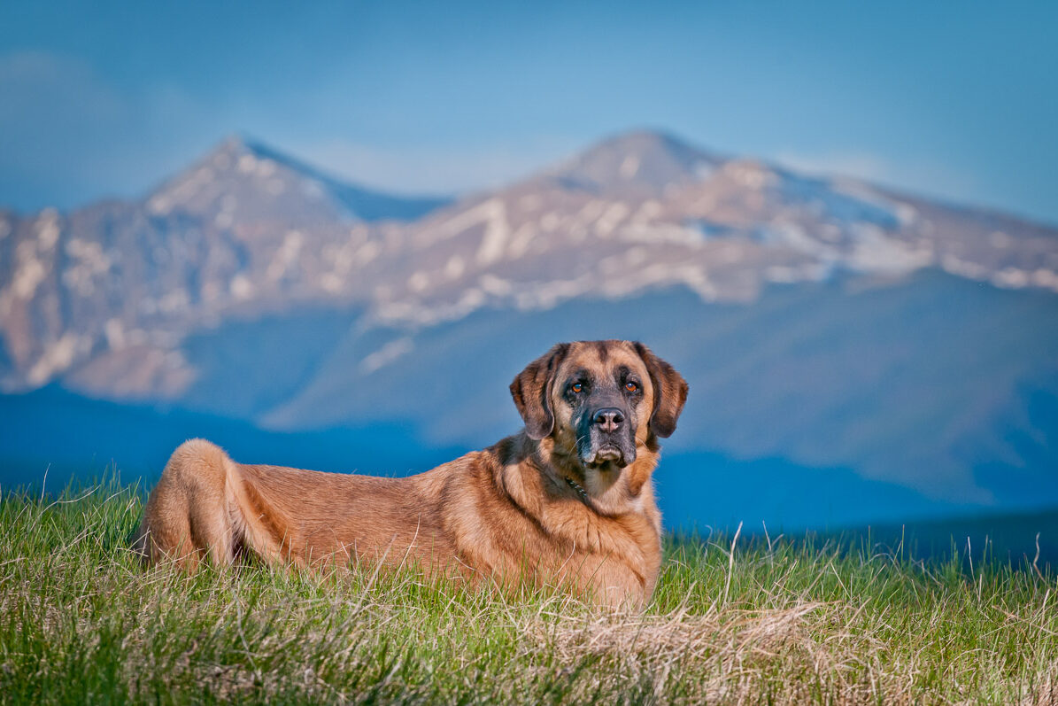colorado dog photography fine art portraiture